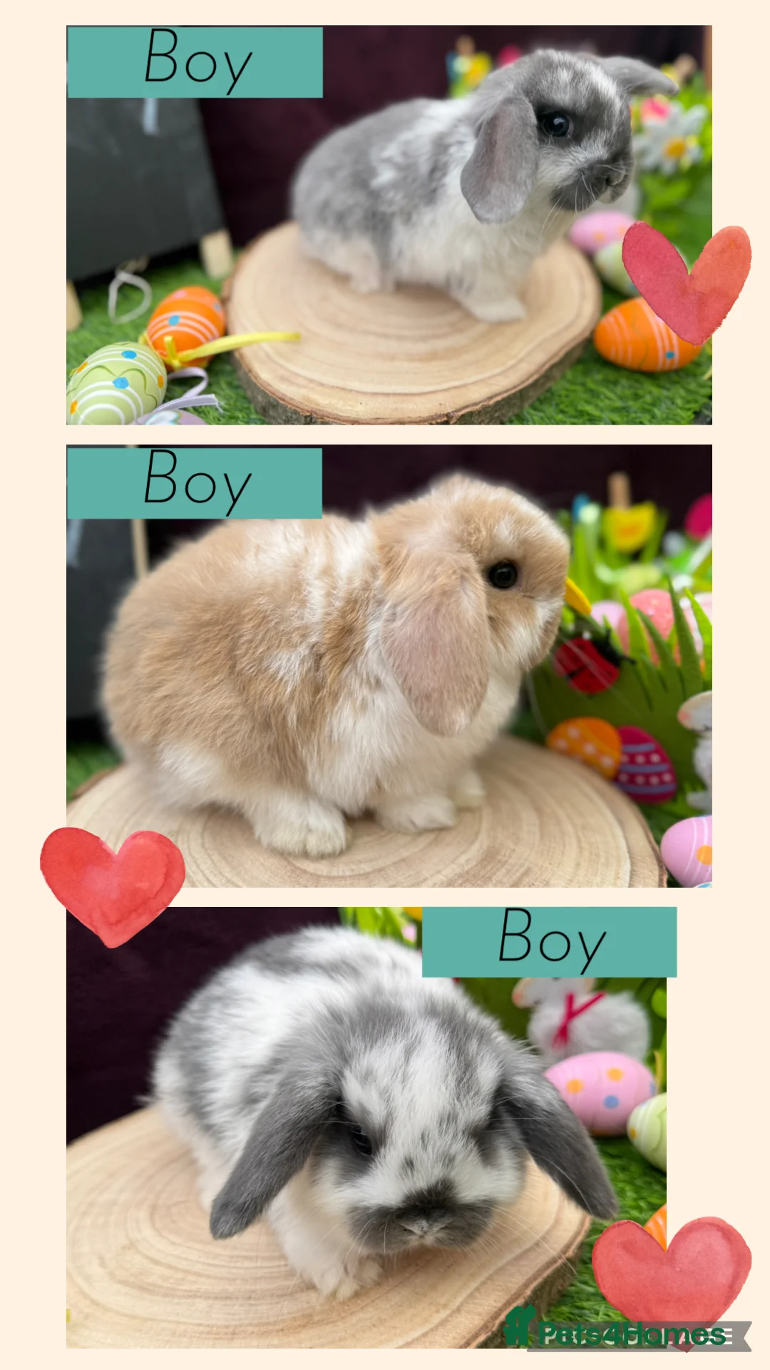 Mini Lop rabbits for sale: X3 Mini lop boys available  - Advert 1