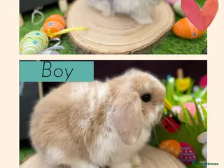 Mini Lop rabbits for sale: X3 Mini lop boys available - Advert 1