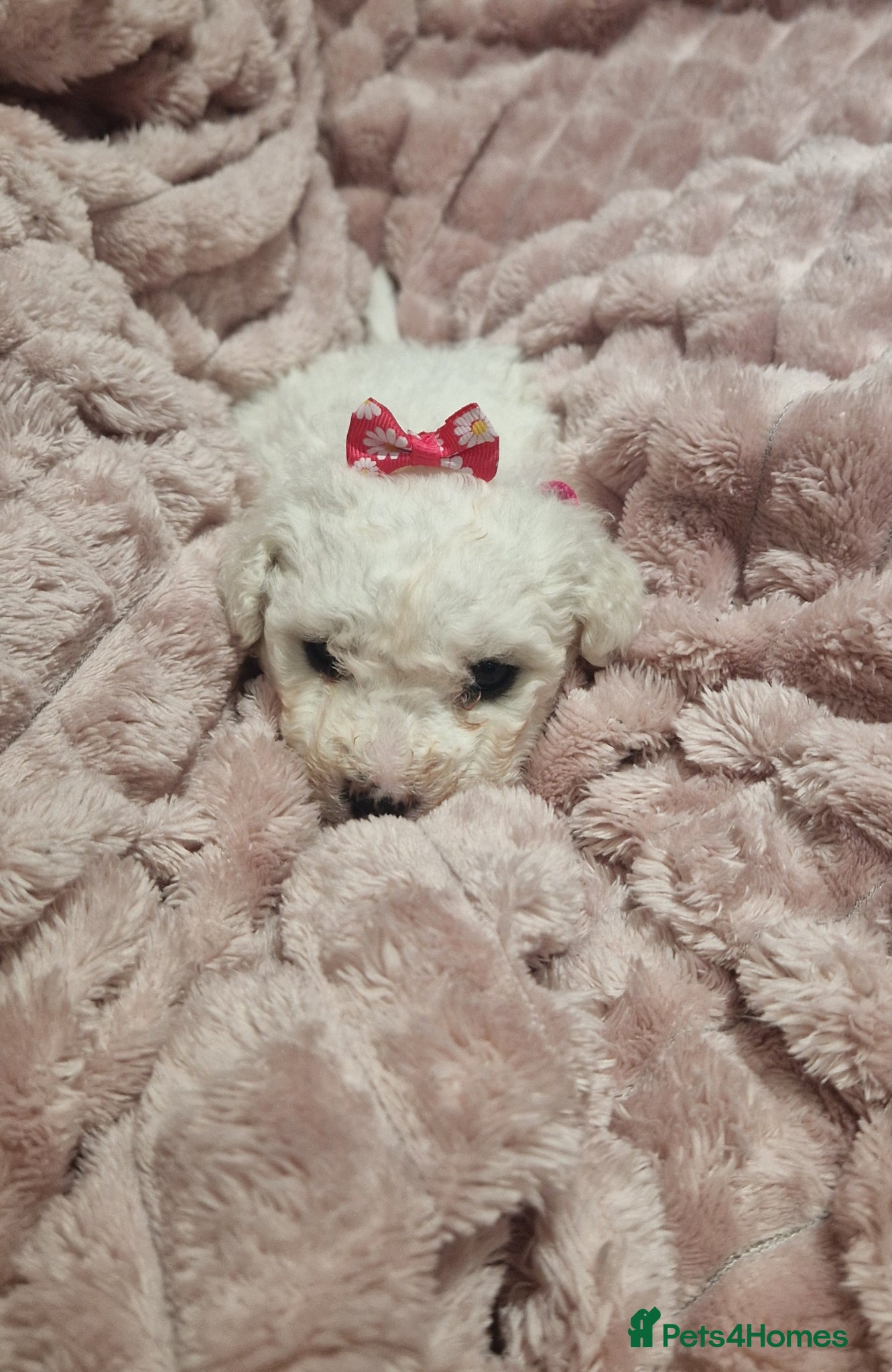 Bichon Frise dogs Full pedigree Bichon frise  - Advert 2