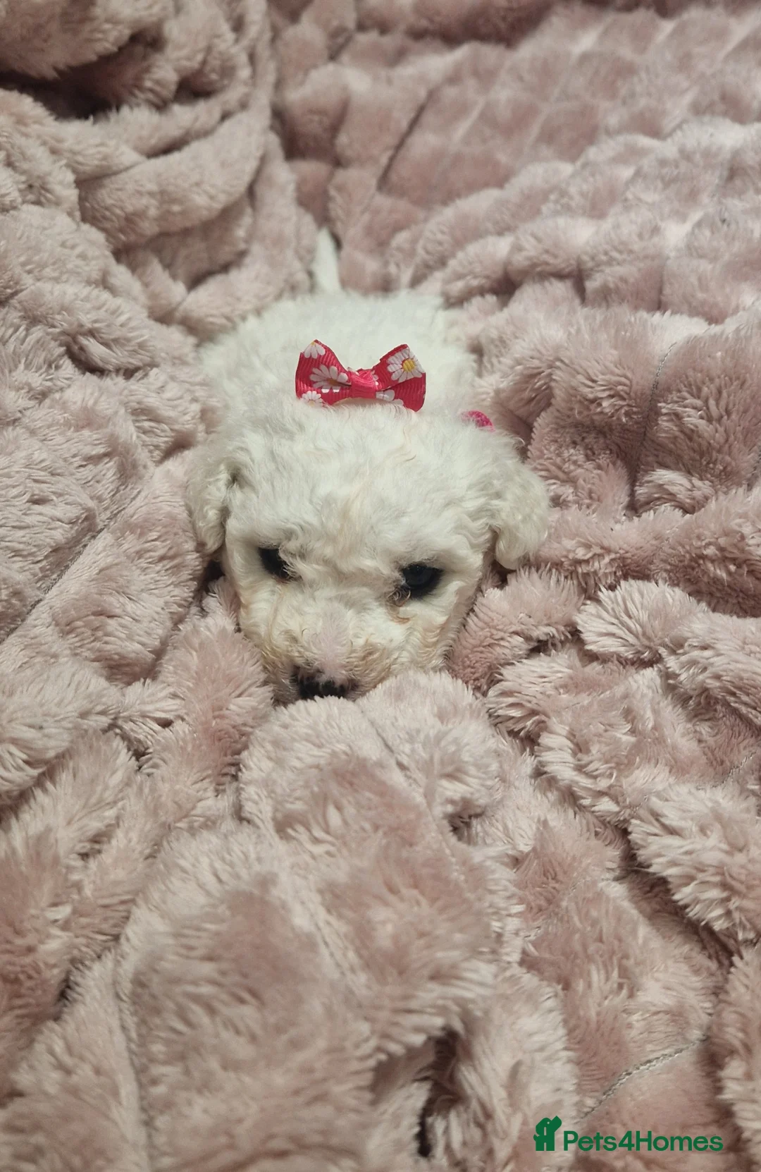 Bichon Frise dogs for sale: Full pedigree Bichon frise  - Advert 2