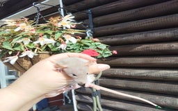 Rat rodents for sale: Beautiful baby rats dumbos smooth and rex  - Image 13