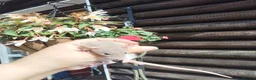 Rat rodents for sale: New babies ready now 6 week and upwards  - Advert 13