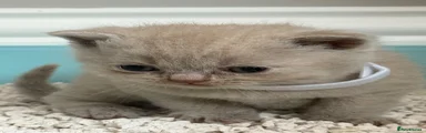 British Shorthair Kitten 3