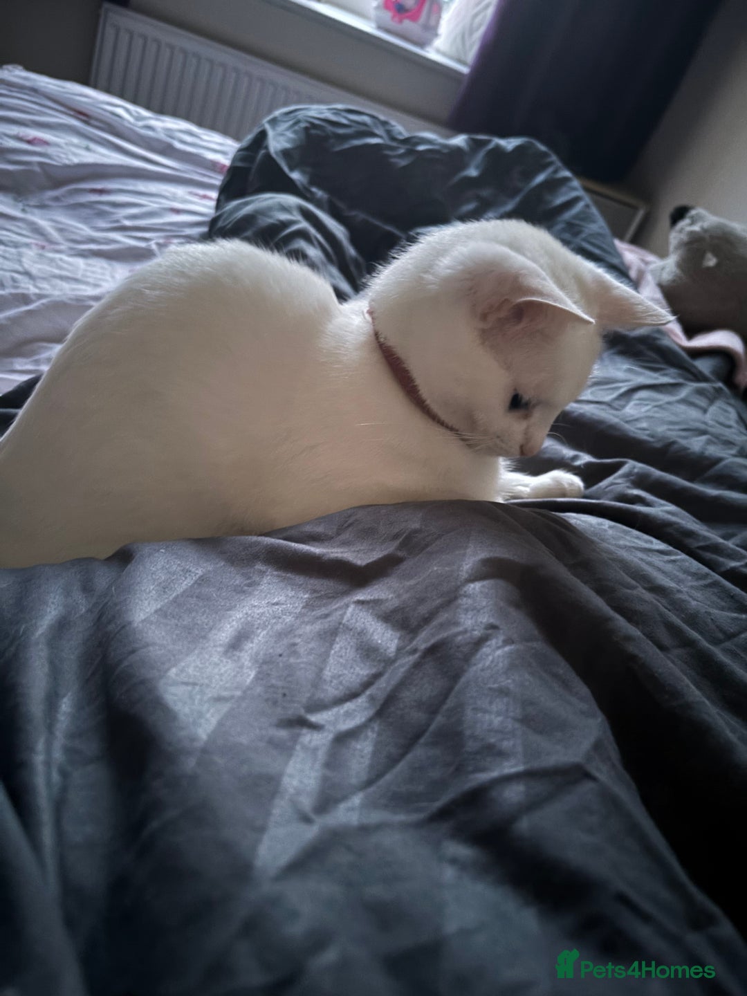 Mixed Breed cats for sale: Lovely Indoor cat looking for a loving new home - Advert 2