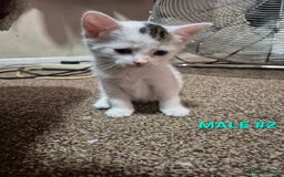Mixed Breed cats for sale: 3 Beautiful Tabby/Russian Blue kittens - Image 8