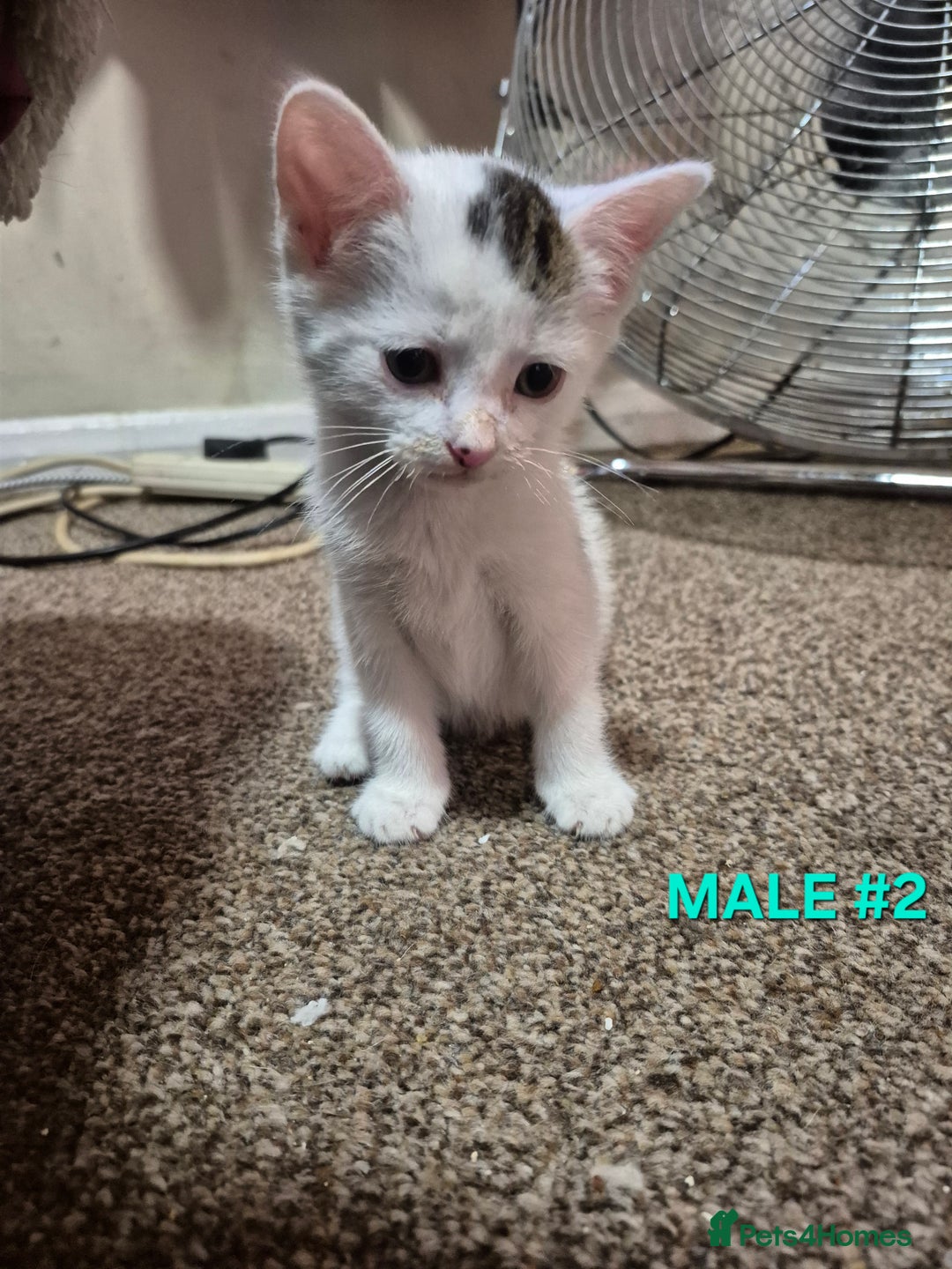 Mixed Breed cats for sale: 3 Beautiful Tabby/Russian Blue kittens - Image 8