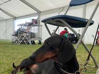 Dachshund dogs - Advert 1