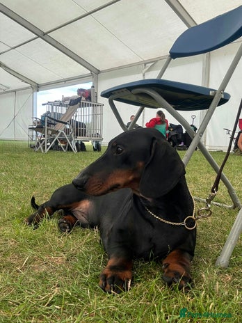 Dachshund dogs - Advert 1