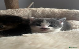 Mixed Breed cats for sale: 3 gorgeous kittens  - Image 8