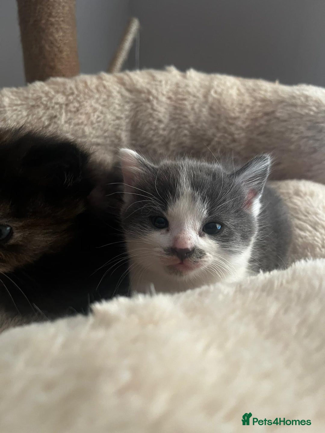Mixed Breed cats for sale: 3 gorgeous kittens  - Image 8
