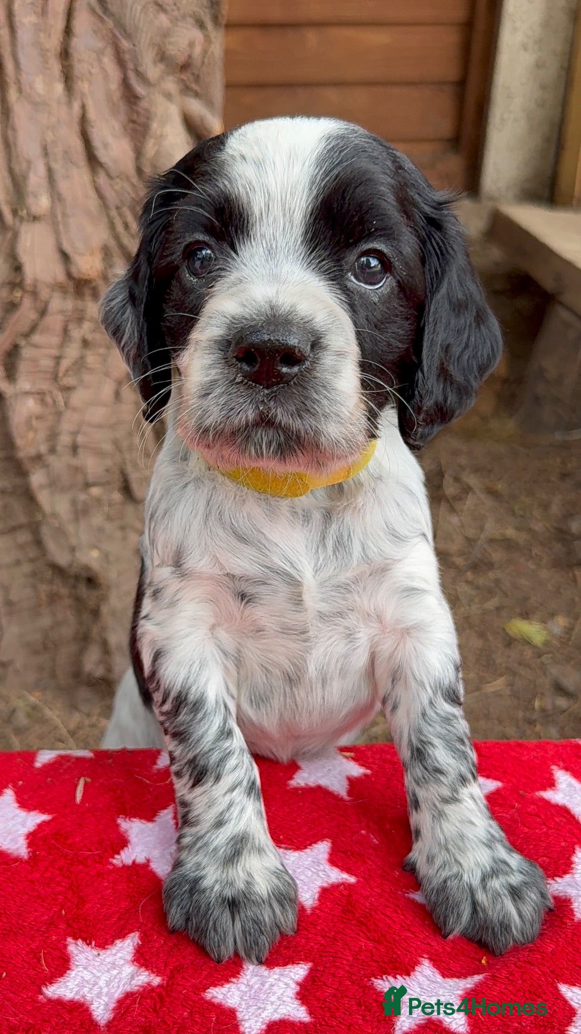 Cocker Spaniel dogs Ready in 3 weeks - KC Working Cocker Spaniels - Advert 16