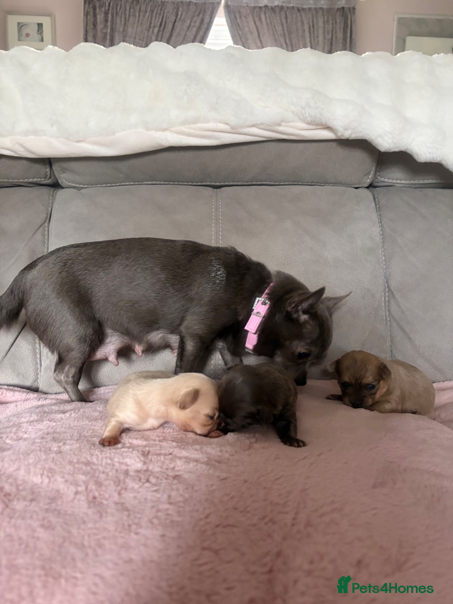 Chihuahua dogs Chihuahuas pups ONLY ONE BOY LEFT  - Advert 6