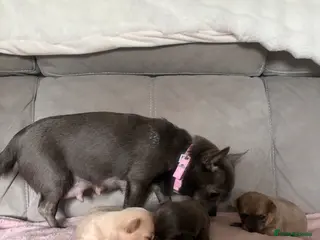 Chihuahua dogs Chihuahuas pups ONLY ONE BOY LEFT - Advert 6