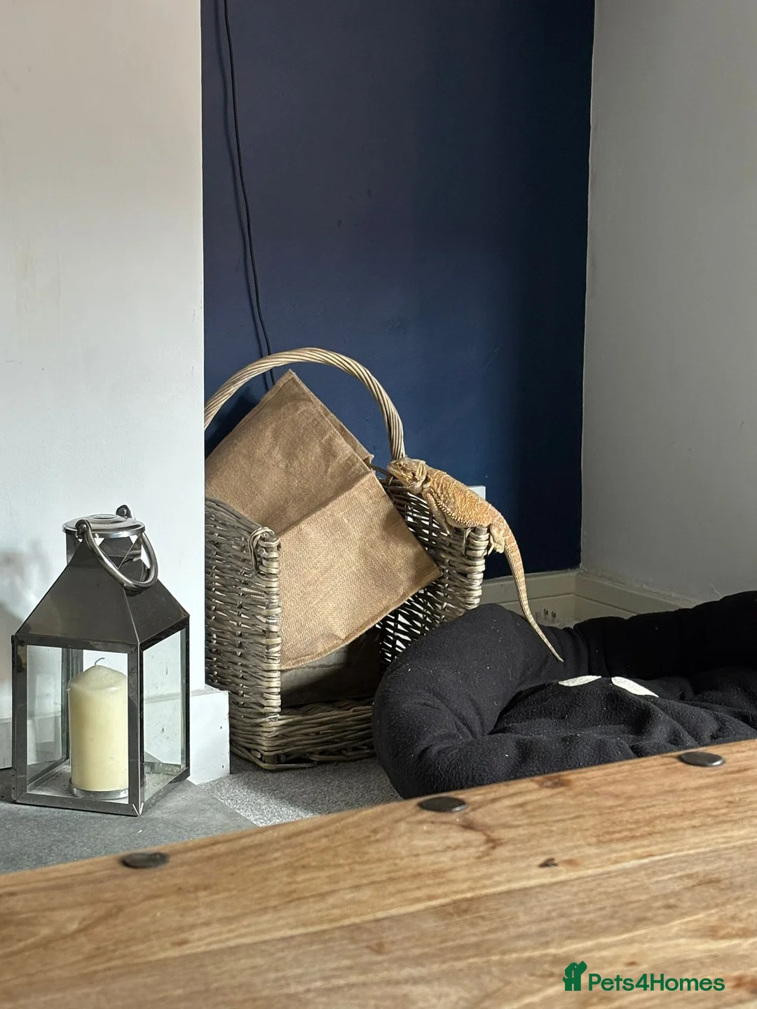 Bearded Dragon reptiles for sale: Female bearded dragon - Advert 2