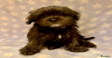 Maltipoo dogs - Advert 4