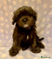 Maltipoo dogs - Advert 4