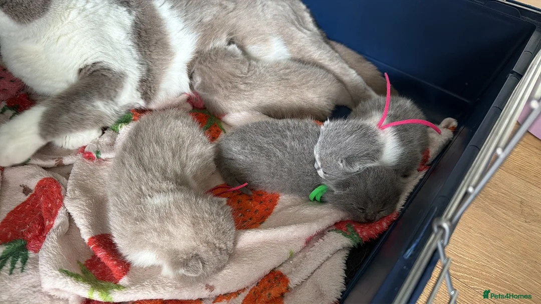British Shorthair cats for sale: GCCF BRITISH SHORTHAIR KITTENS  - Advert 2