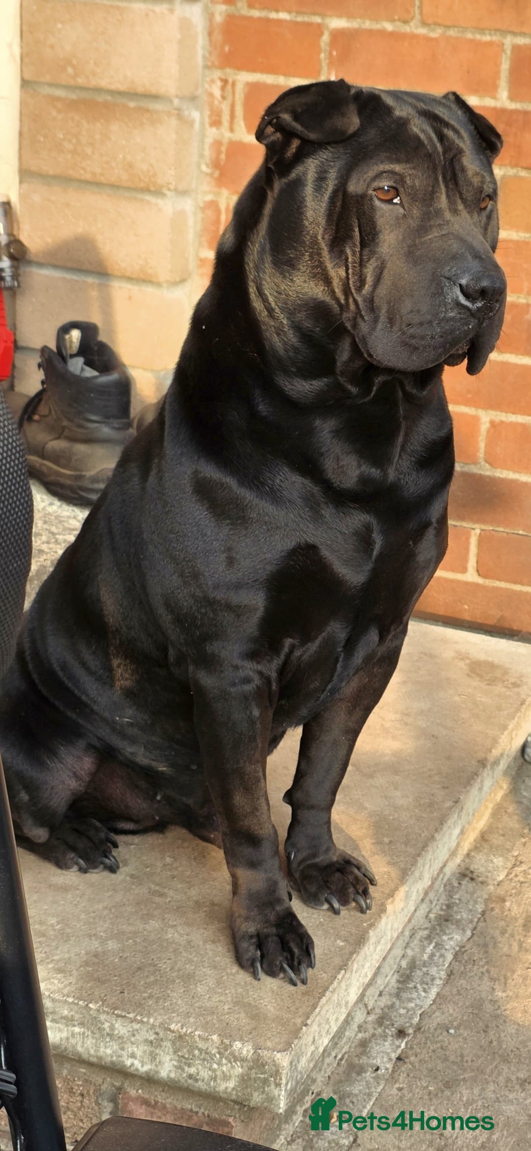 Shar Pei dogs for stud: Shar pei cross rottweiler  - Advert 4