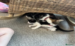 Mixed Breed cats for sale: Gorgeous girls looking for a home - Image 12