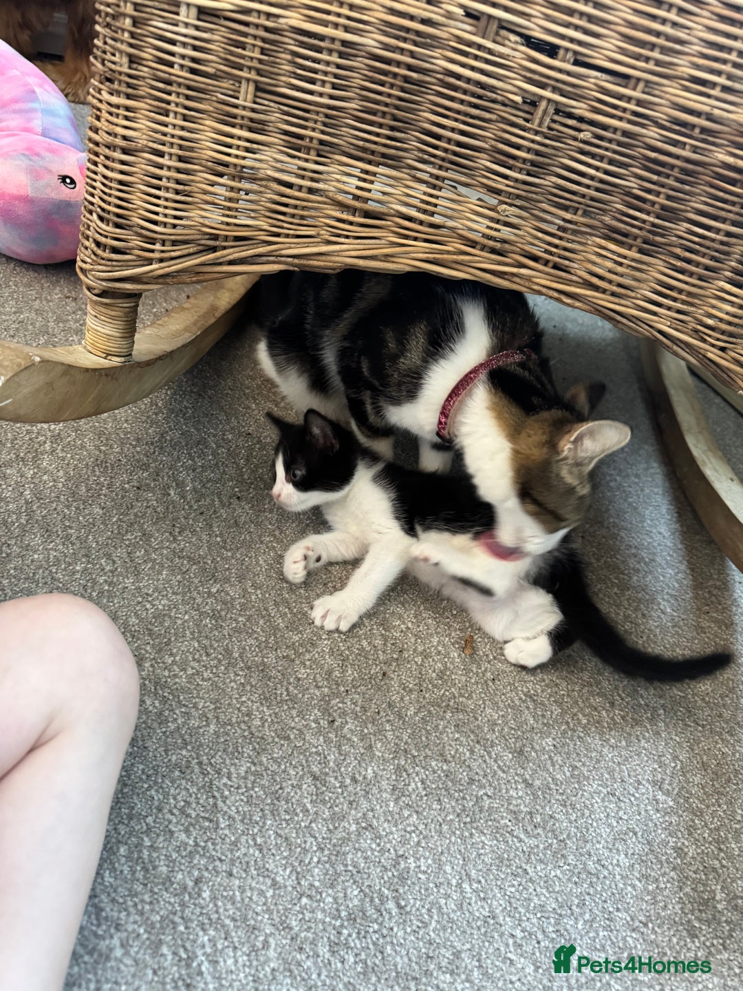Mixed Breed cats for sale: Gorgeous girls looking for a home - Image 12