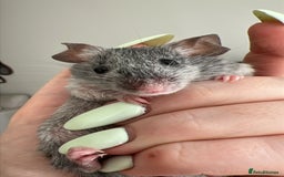 Mouse rodents for sale: Free for adoption  - Image 2