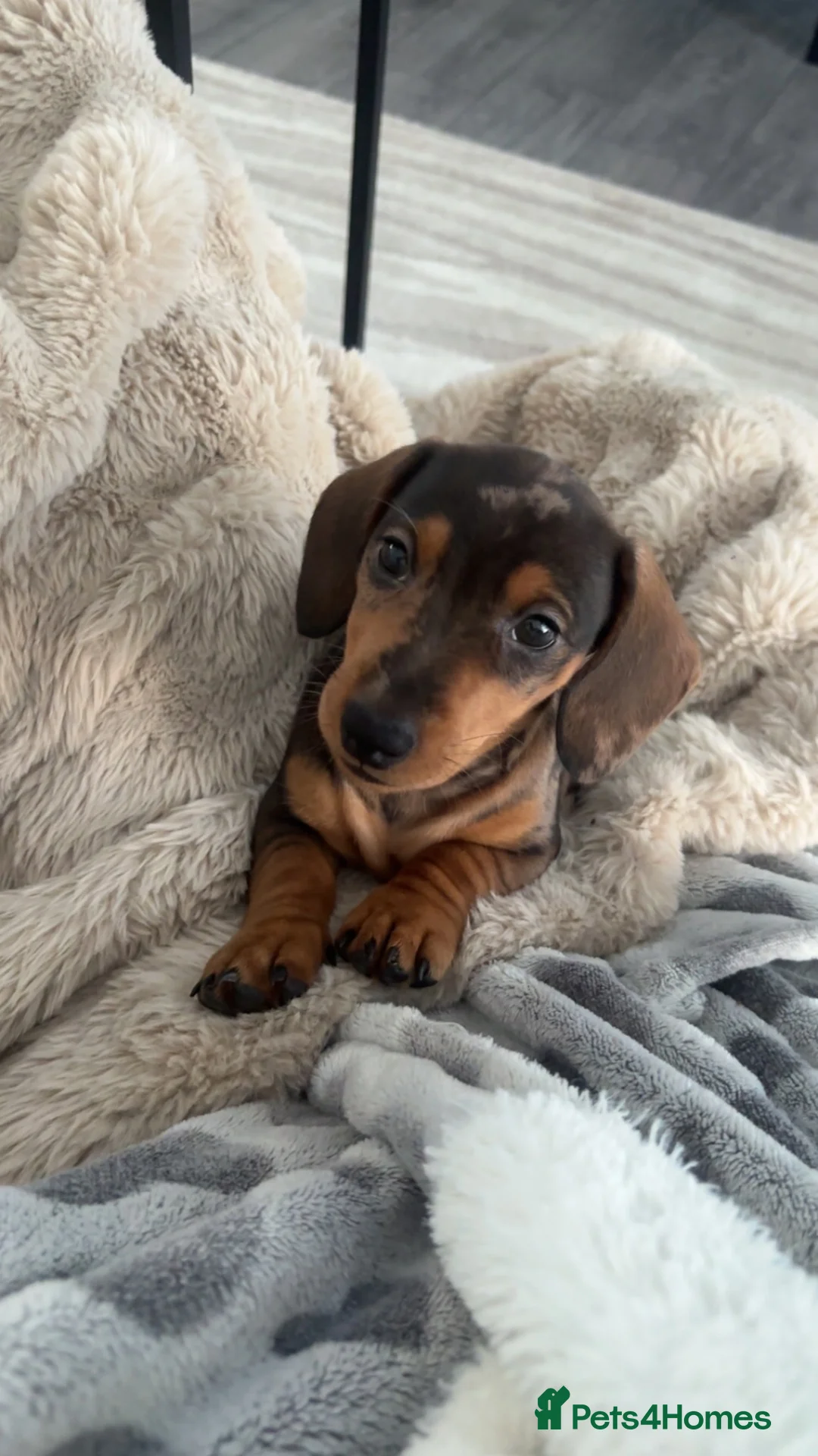 Miniature Dachshund dogs for sale: Miniature Dashchund  - Advert 2
