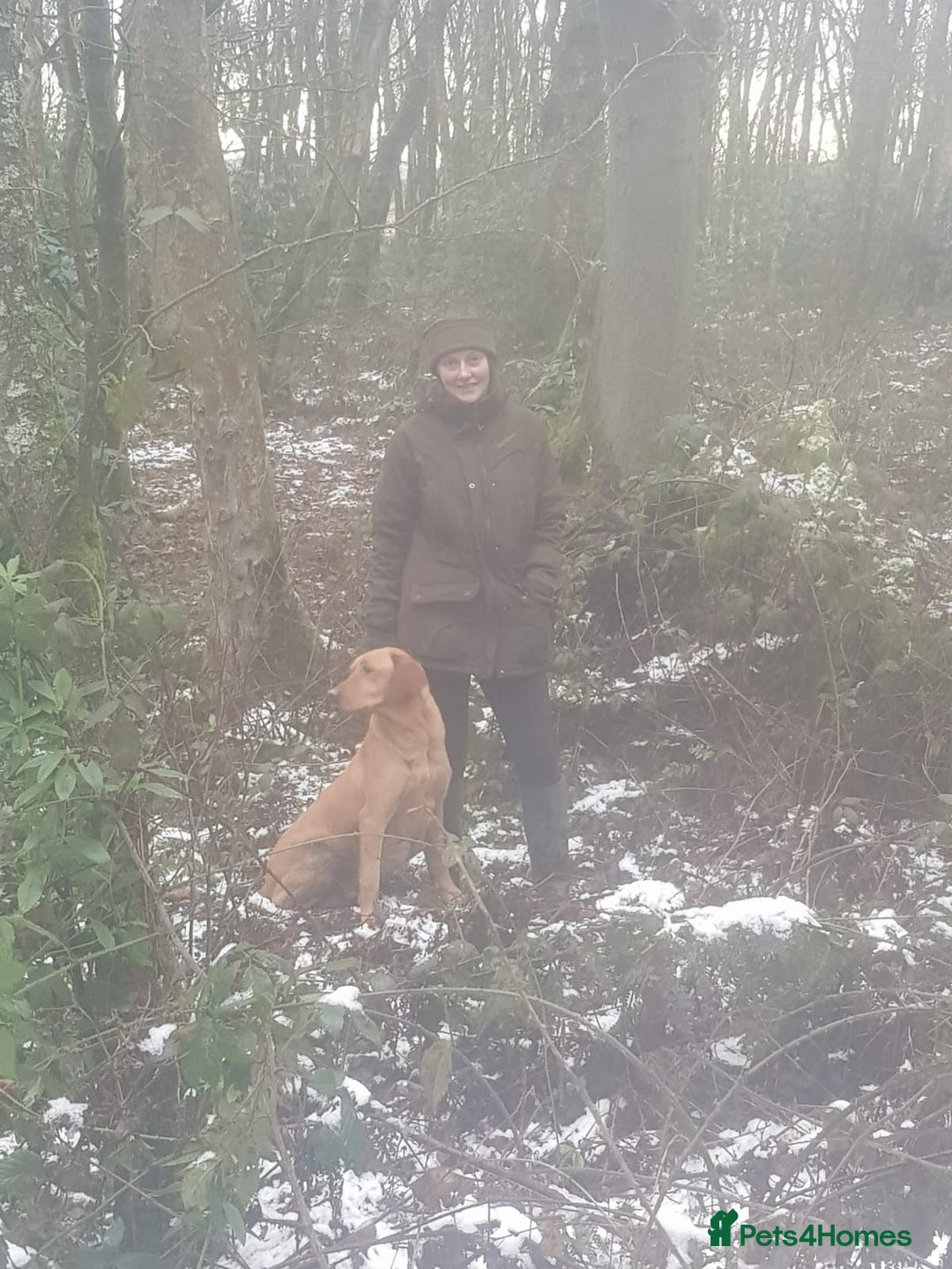 Labrador Retriever dogs for sale: Ftch. Labrador puppies  - Advert 2