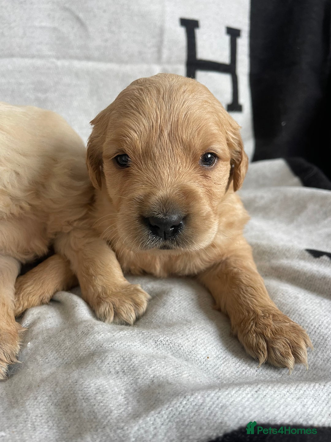 Golden Retriever dogs for sale: BEAUTIFUL DNA TESTED RETRIEVERS - Advert 6