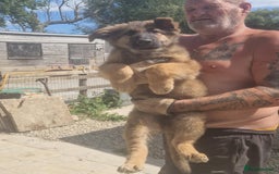 German Shepherd dogs for sale: German shepherd pups  - Image 8