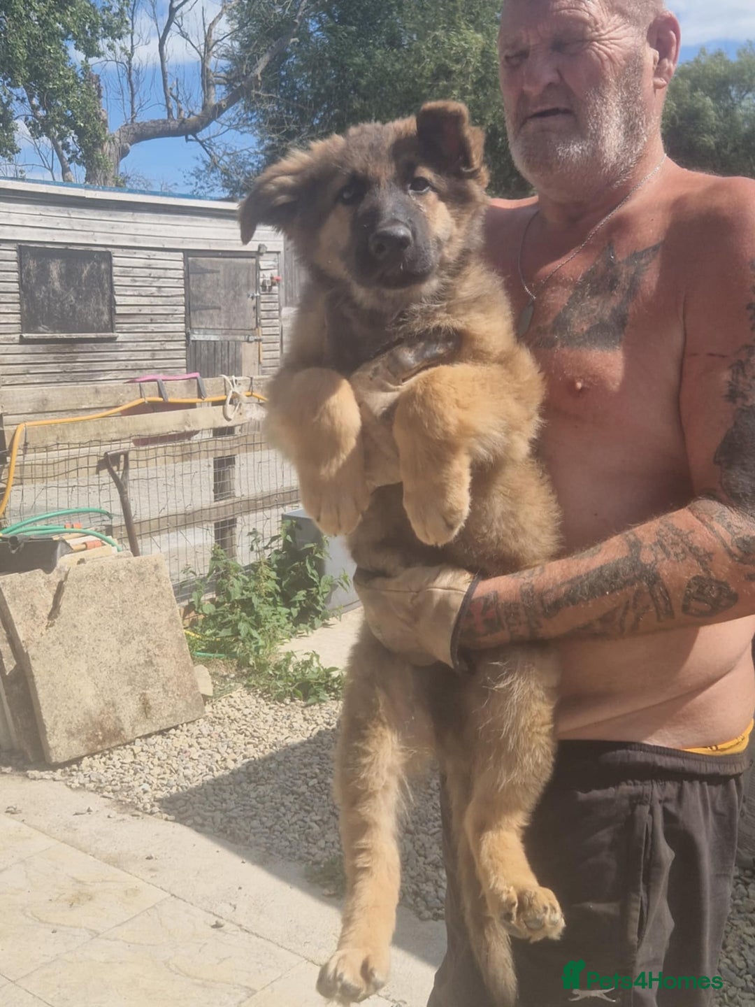 German Shepherd dogs for sale: German shepherd pups  - Image 8