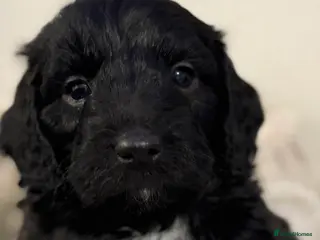 Mixed Breed dogs Stunning Litter of Sproodles 🤎🖤 - Advert 2