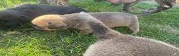 Mixed Breed dogs for sale: LAST PUP AVAILABLE  - Advert 6