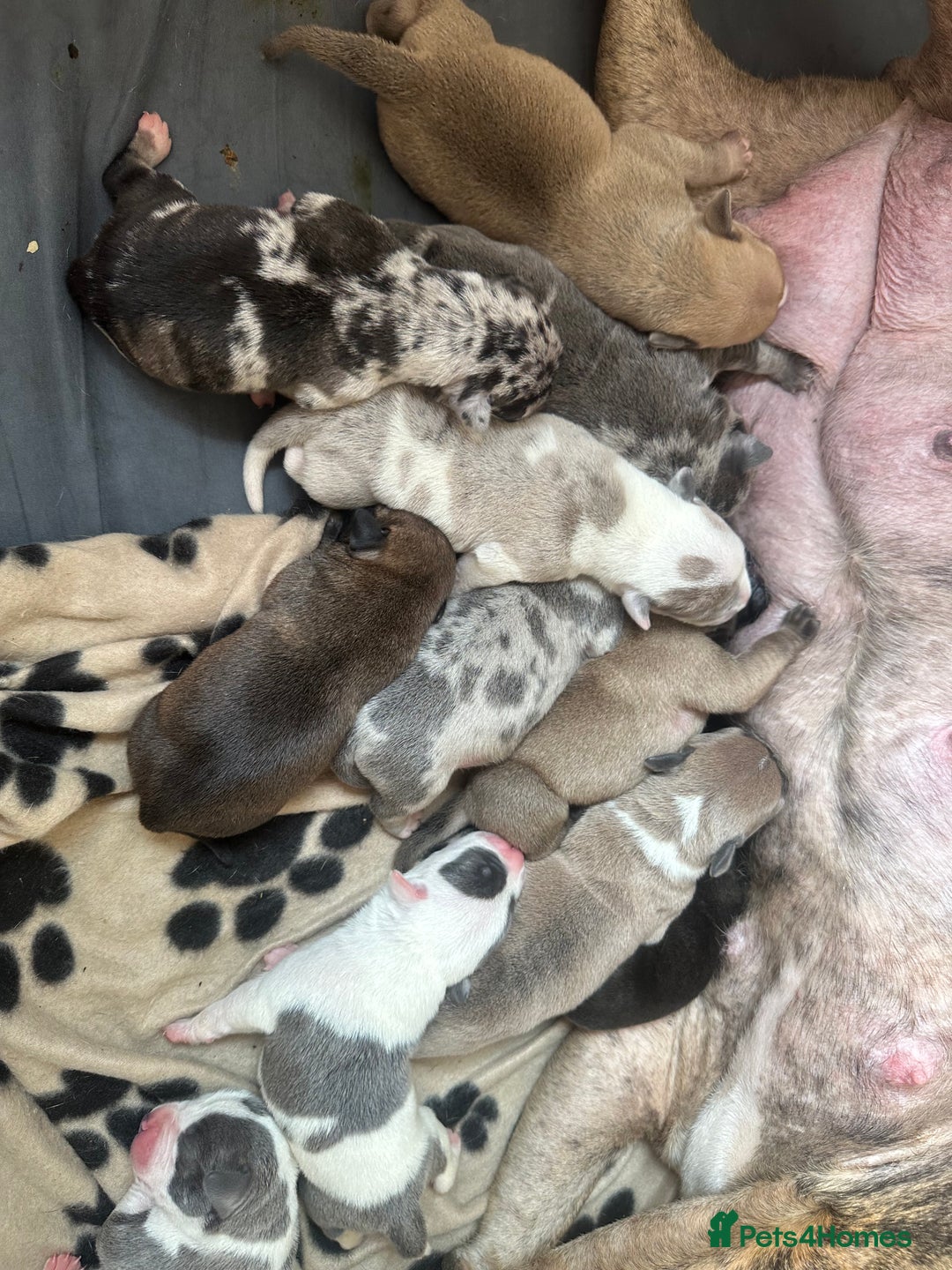 Mixed Breed dogs for sale: American bull staff puppies  - Image 8