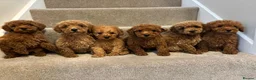 Miniature Poodle dogs for sale: Miniature poodle puppies  - Advert 1
