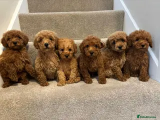 Miniature Poodle dogs Miniature poodle puppies - Advert 2