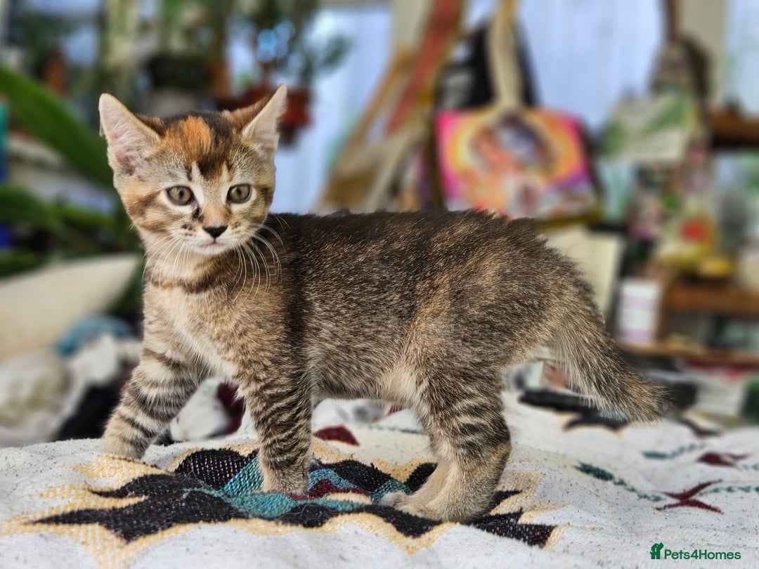 Mixed Breed cats for sale: Beautiful friendly kittens for sale - Image 5