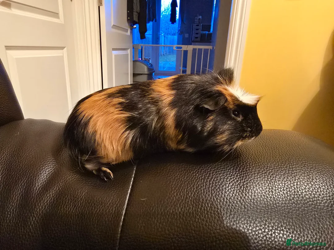Guinea Pig rodents for sale: Taz, male guinea pig, 7-9months, looking for home. - Advert 2