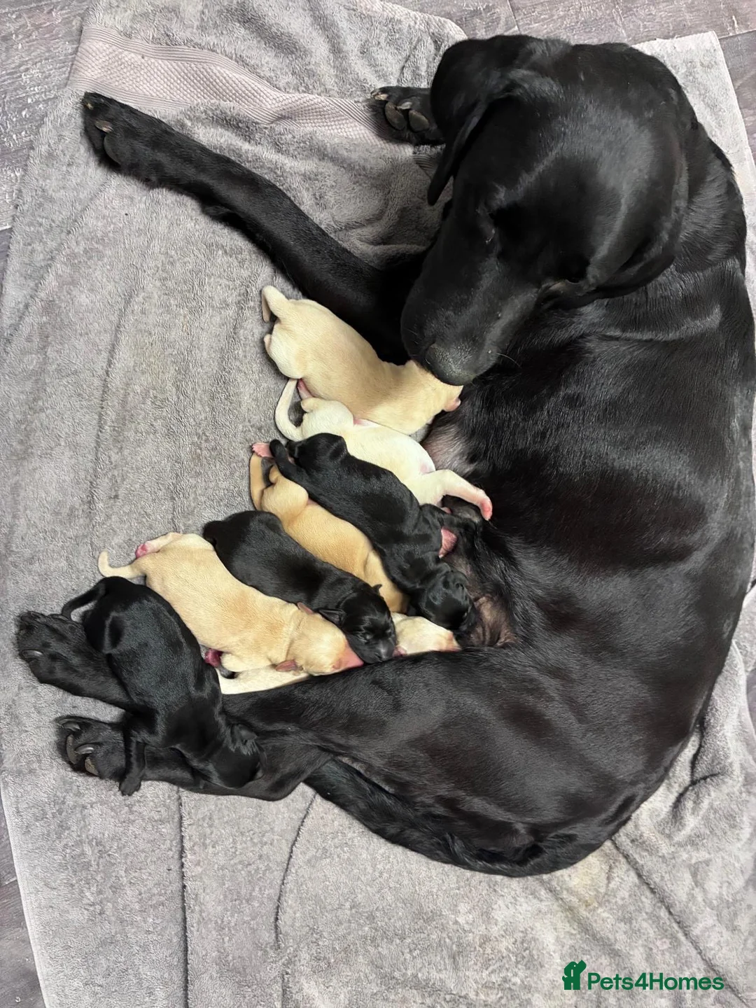 Labrador Retriever dogs for sale: Labrador retriever puppies  - Advert 1