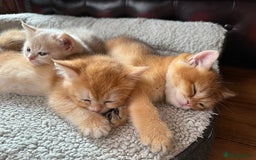 British Shorthair cats for sale: Ready pure AY12, NY12 Corin BSH  - Image 5