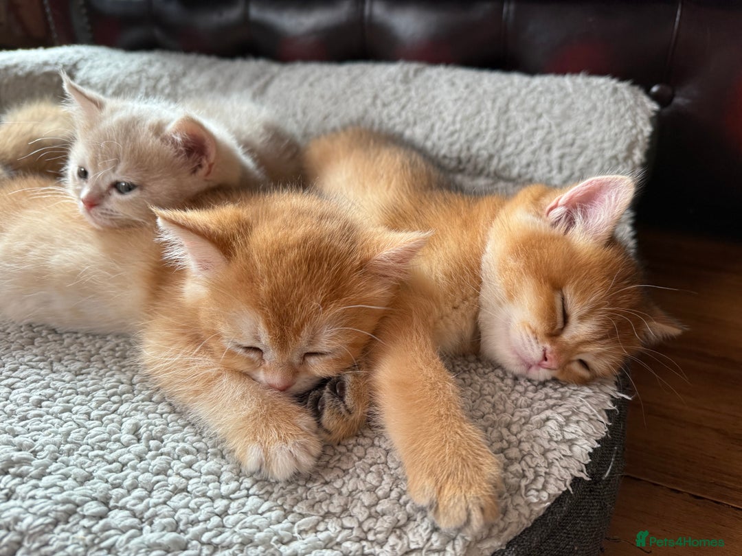British Shorthair cats for sale: Ready pure AY12, NY12 Corin BSH  - Image 5