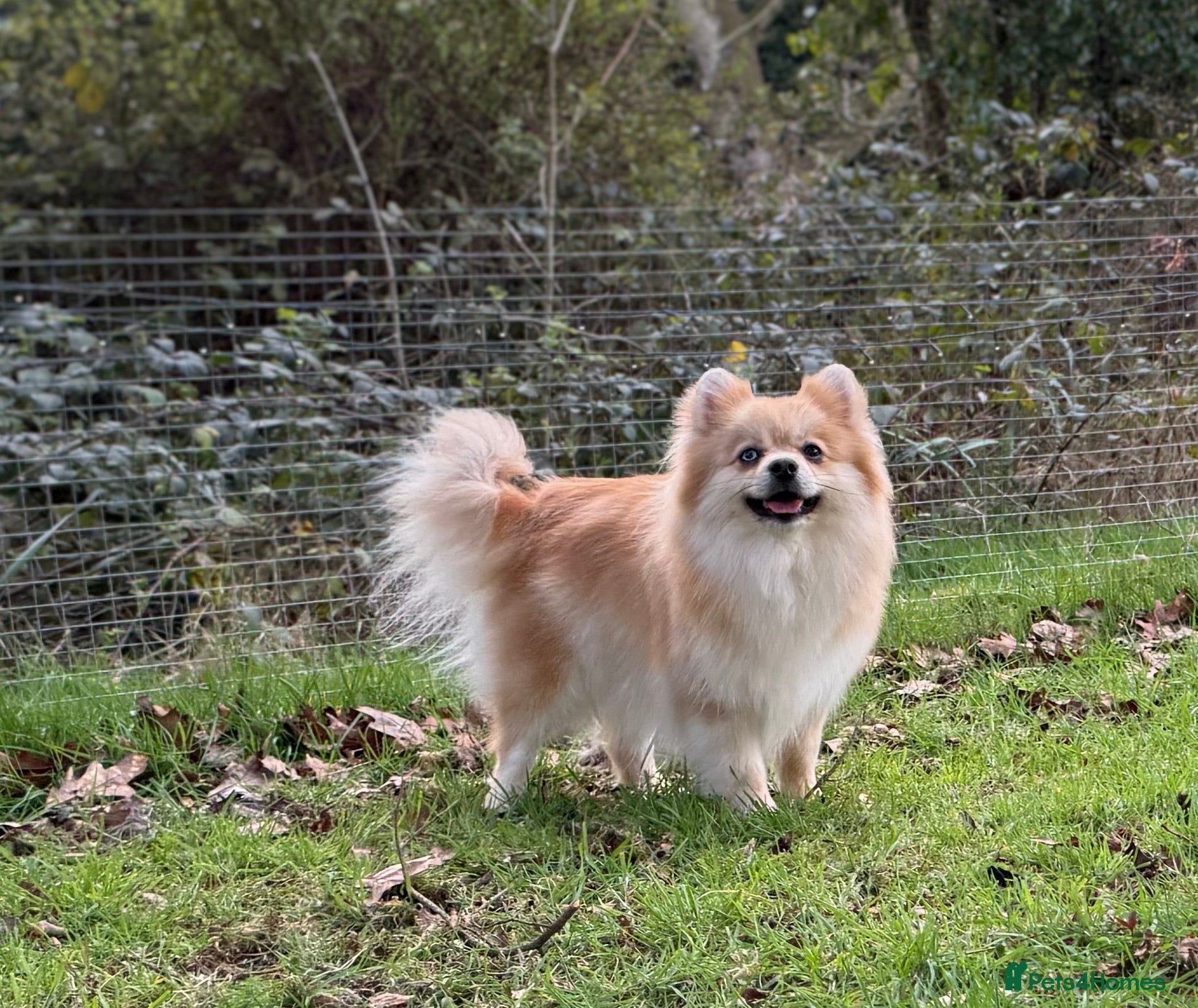 Pomeranian dogs Premium Purebred Pomeranians  - Advert 1