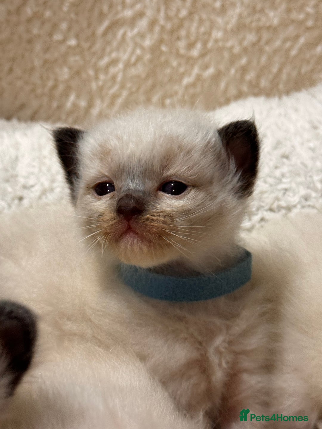 Ragdoll cats for sale: Purebred Ragdoll Kittens (TICA REG PARENTS) - Image 15