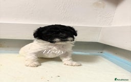 Mixed Breed dogs for sale: 6 beautiful Shihpoo + cotton de Tulear puppies - Image 18