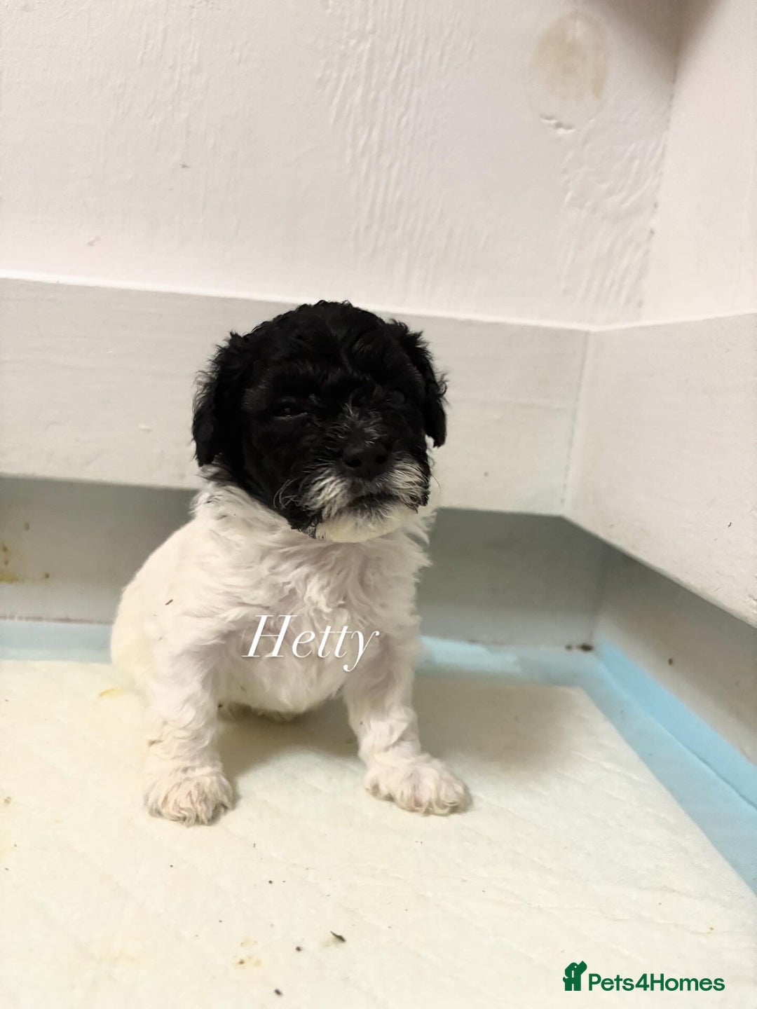 Mixed Breed dogs for sale: 6 beautiful Shihpoo + cotton de Tulear puppies - Image 18