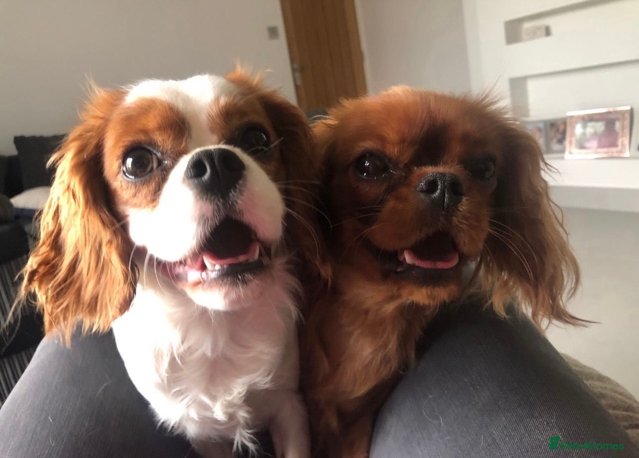 Cavapoo dogs Beautiful health tested Cavapoos due  - Advert 1