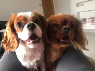 Cavapoo dogs Beautiful health tested Cavapoos due - Advert 1