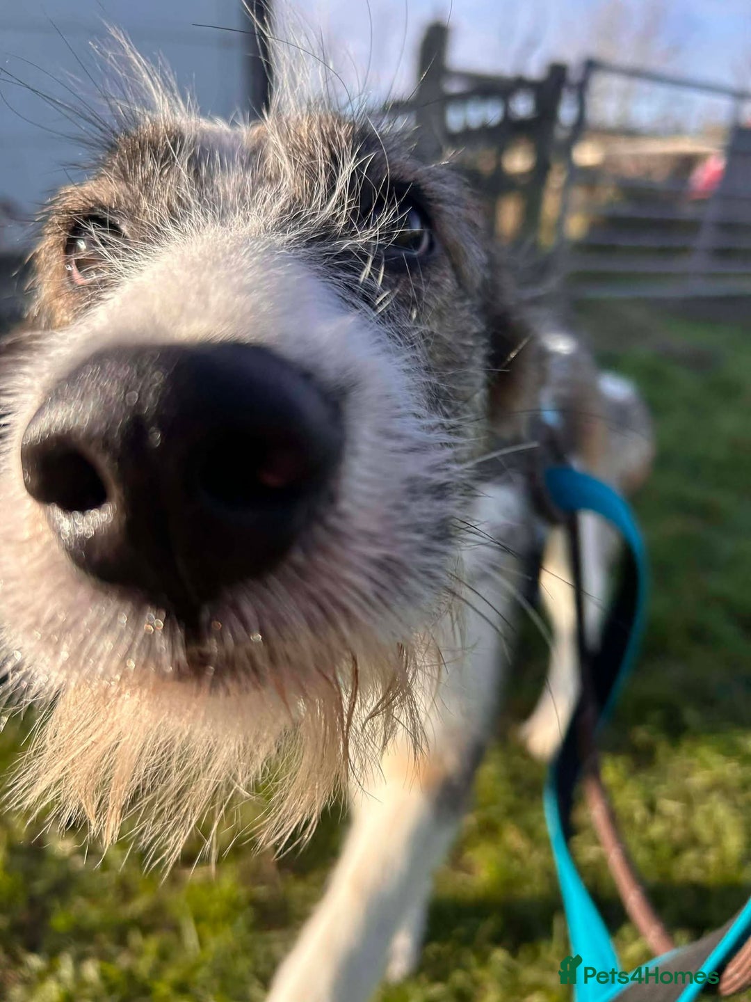 Mixed Breed dogs for adoption: Meet Patch, currently residing in Essex  - Advert 6