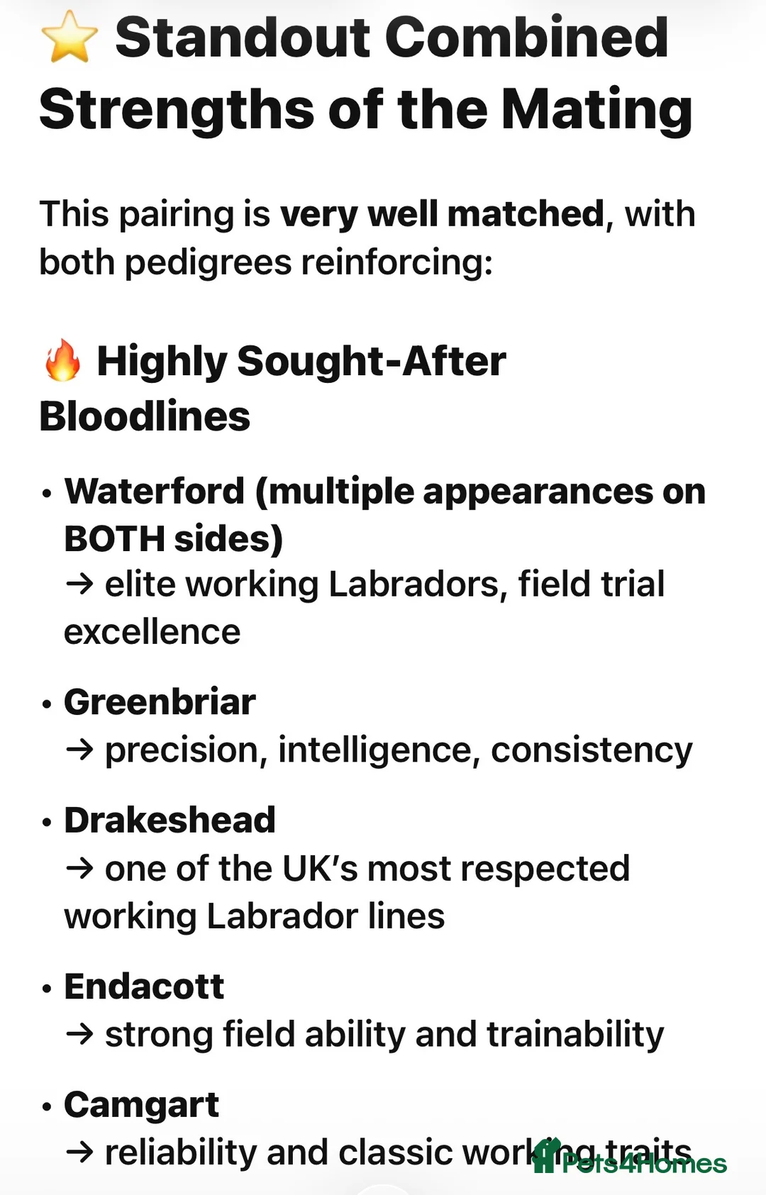 Labrador Retriever dogs for sale: KC Reg -Exceptional Labrador puppies  - Advert 2