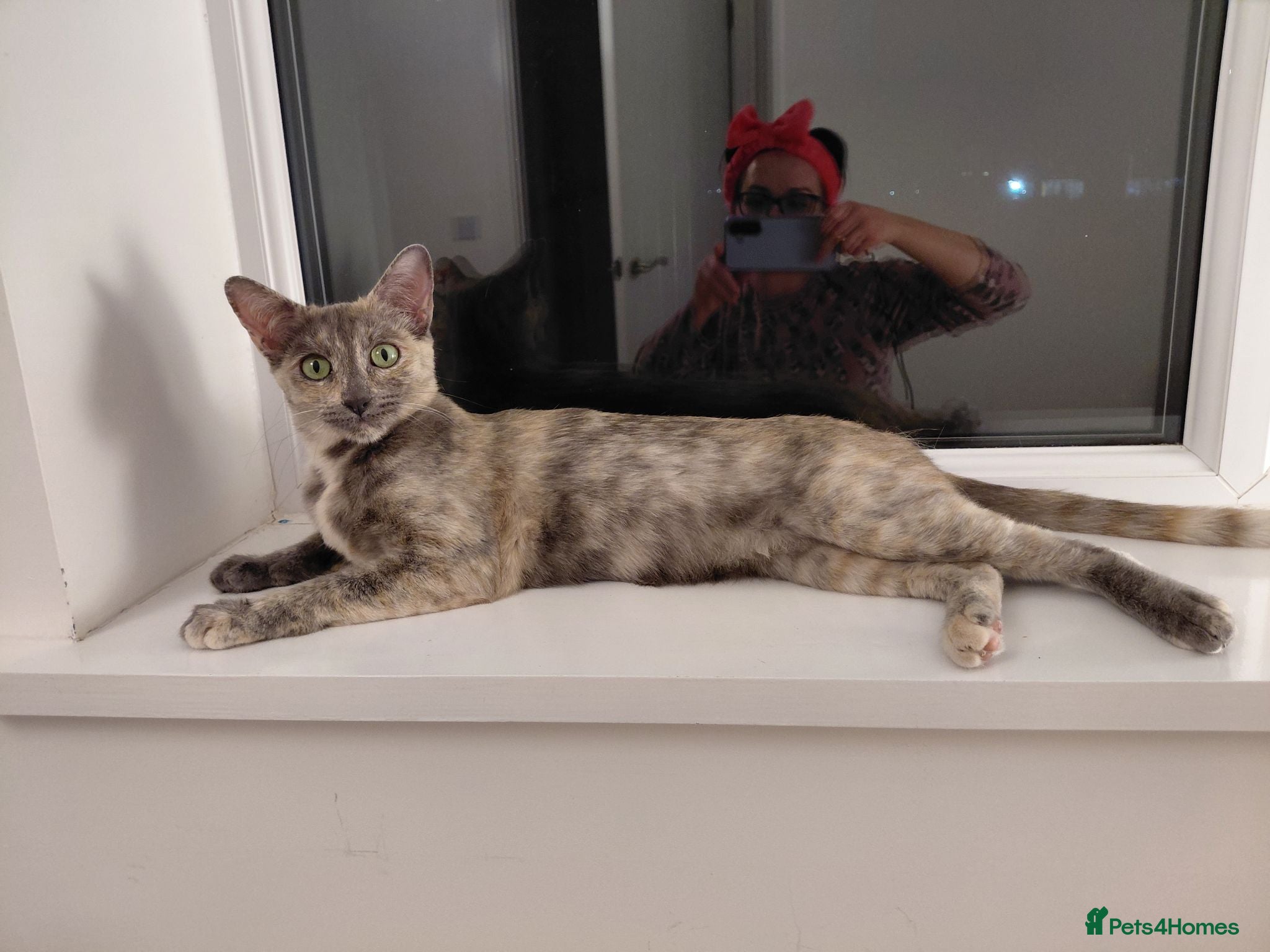 Mixed Breed cats Lovely kittens looking for a loving home ❤️ - Advert 1