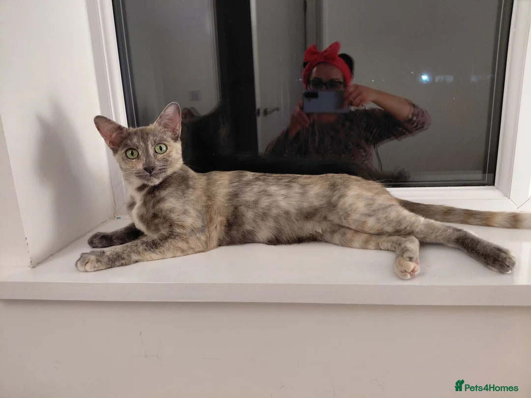 Mixed Breed cats for sale: Lovely kittens looking for a loving home ❤️ - Advert 1